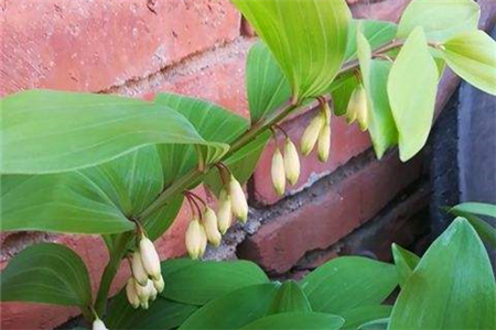 玉竹的叶子发黄怎么办?