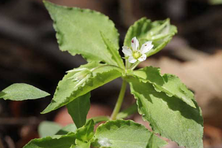 太子参种子最新价格行情