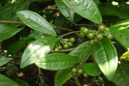 朱砂根的养殖方法和注意事项冬季