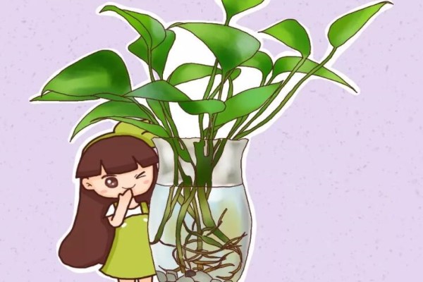 盆里垫个尿不湿扦插生根100％半个月不浇水也蹭蹭长！(尿不湿放花盆养花可以吗)