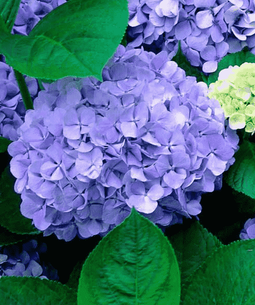 绣球花种子怎么种成活率高