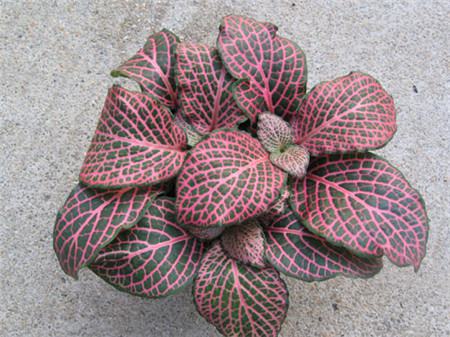 网纹草怎么养颜色鲜艳