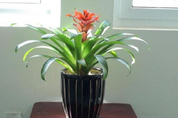 鸿运当头能放室内吗(鸿运当头能不能放家里)