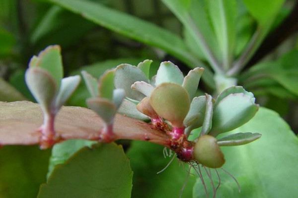 落地生根的繁殖方法(落地生根的繁殖方法和注意事项)