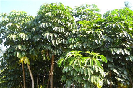 招财树的养殖方法图片