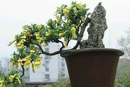 金雀花怎么养才能开花