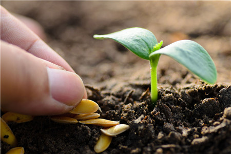 影响种子发芽率的原因是什么