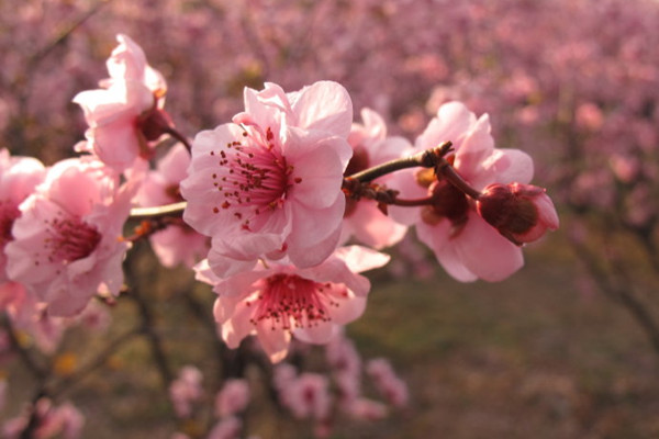 美人梅的花语和文化背景(美人梅是梅花哪个系列)