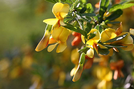 金雀花怎么养才能开花