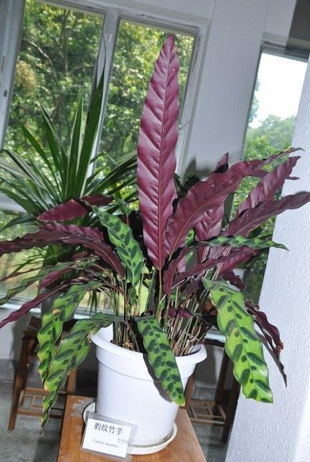 豹纹竹芋叶子卷曲枯萎