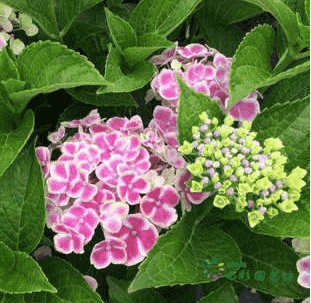 绣球花种子怎么种成活率高