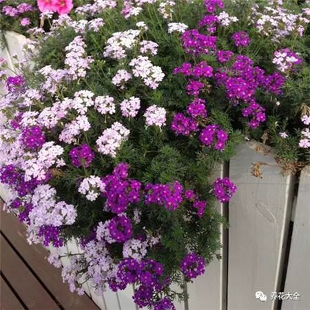 吊着长的花都有什么花