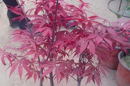 盆栽的红枫怎么养活