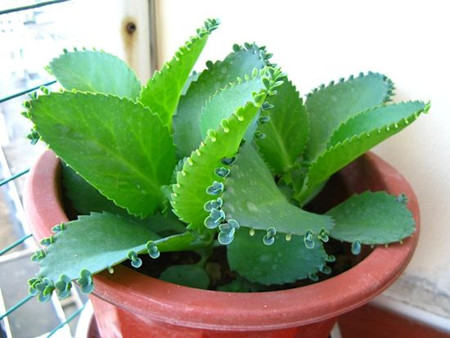 落地生根的繁殖方法和注意事项