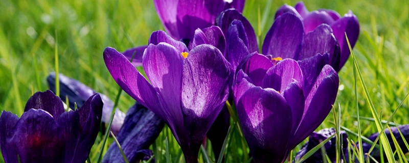 藏红花的种子和栽培方法藏红花的种植时间(藏红花的栽培种植技术)