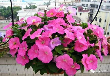 吊着长的花都有什么花