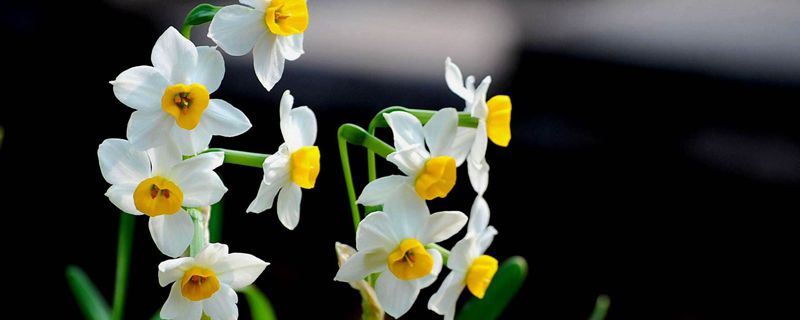 水培水仙花正确养法多久开花(水培水仙花开花期的养护)