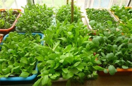 可以反复采摘的蔬菜有哪些