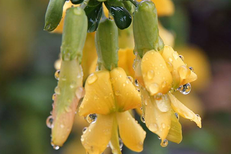 金雀花怎么养才能开花