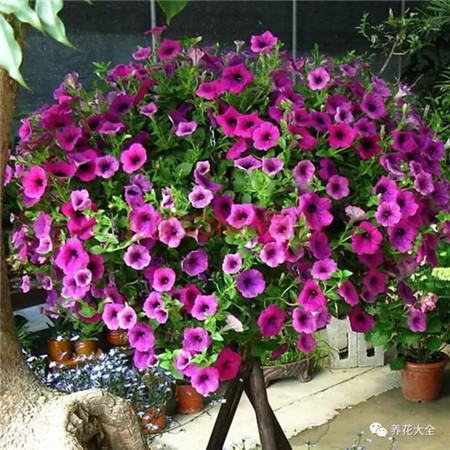 吊着长的花都有什么花