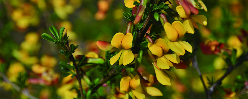 金雀花怎么养(金雀花怎么养才能开花)