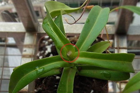 猪笼草怎么繁殖的