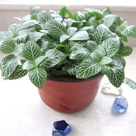 网纹草怎么养颜色鲜艳