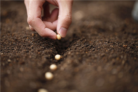 影响种子发芽率的原因是什么