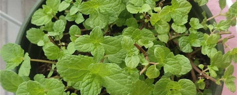 薄荷怎么修剪修剪下来的薄荷怎么用(薄荷怎样修剪长得比较矮)