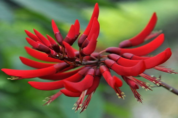 龙牙花的主要价值(龙牙花的花型是)