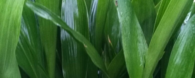 一叶兰和白掌的区别(一叶兰好处)