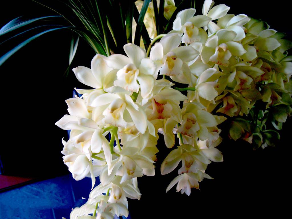 蕙兰的病害防治方法(蕙兰的病害防治方法视频)