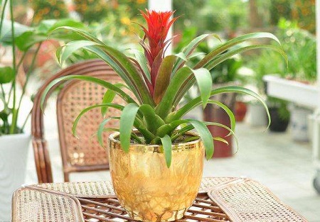 鸿运当头能不能放家里