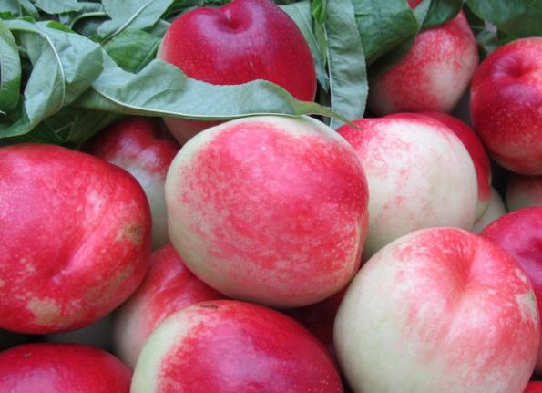 怀孕期间能吃油桃吗孕妇吃油桃上火吗(怀孕吃油桃会上火吗)