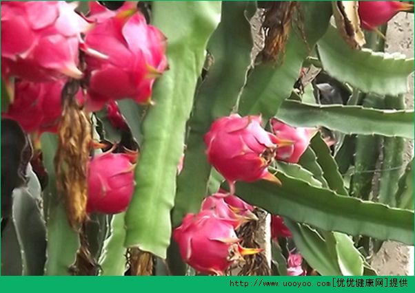 火龙果种植盆栽方法视频教程