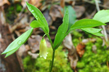 玉竹的叶子发黄怎么办?