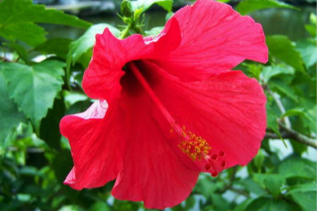 适合室内养的常开花