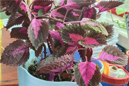 紫苏叶子边缘发黑干枯