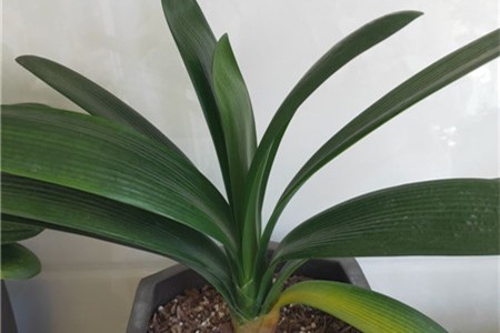君子兰叶子耷拉下来怎么办