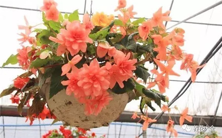 吊着长的花都有什么花