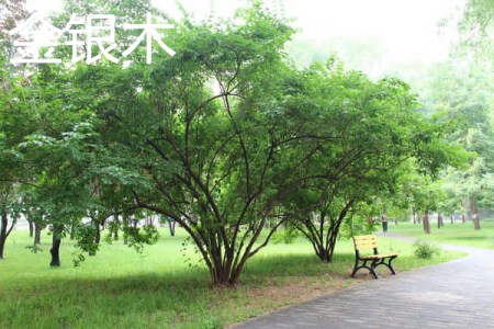 木银花和金银花