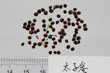 太子参种子最新价格行情