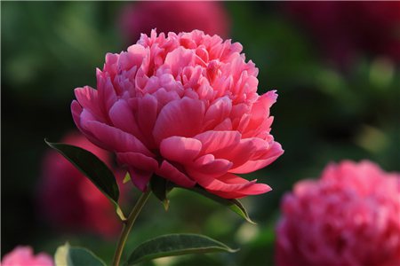 花缺肥料了需要施什么肥