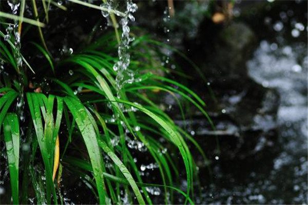 菖蒲怎么浇水(菖蒲多长时间浇一次水)