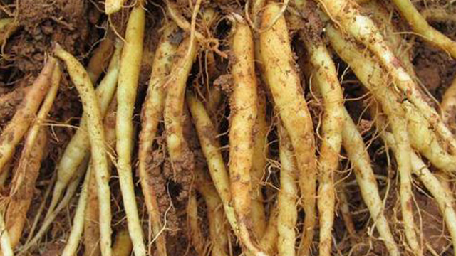 太子参种子多少一斤(太子参种子最新价格行情)