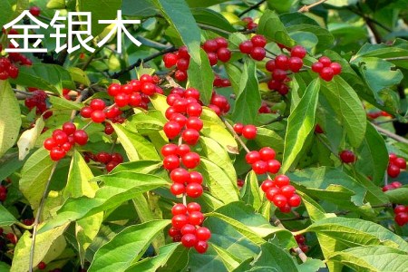 木银花和金银花