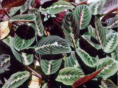 豹纹竹芋叶子卷曲枯萎