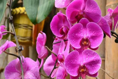 蝴蝶兰开出怎样的花