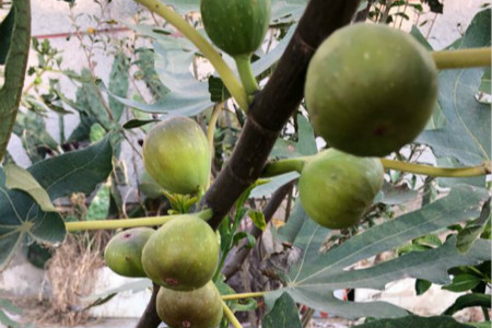 无花果为什么被叫做无花果是因为没有花吗