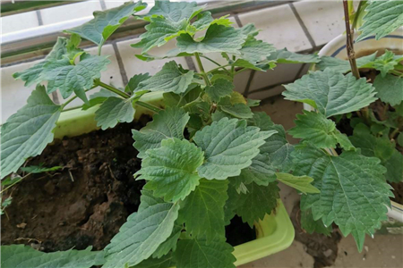 紫苏叶子边缘发黑干枯